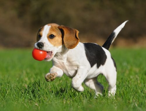 A “Green Space” Happy Place For Man and Pooch