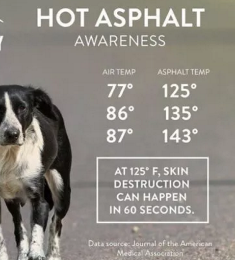 The Heat Can Cause Canine Burns